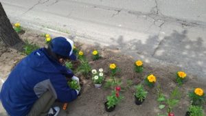 R4年　花壇の花植え作業　１
